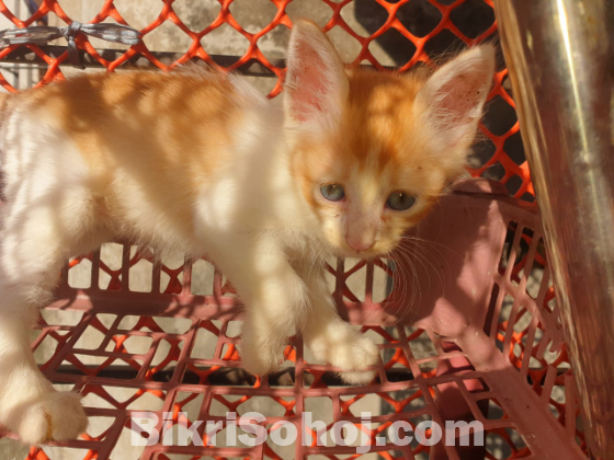 মিক্সড ব্রিড বিড়াল